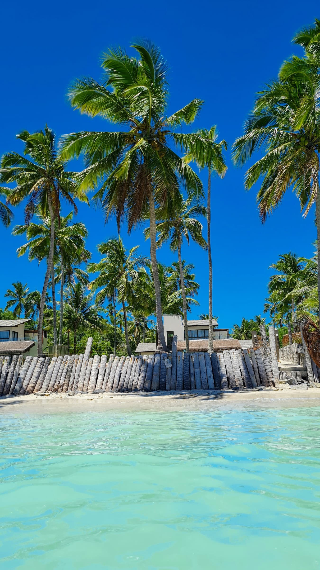 Coqueiros à beira do mar turquesa