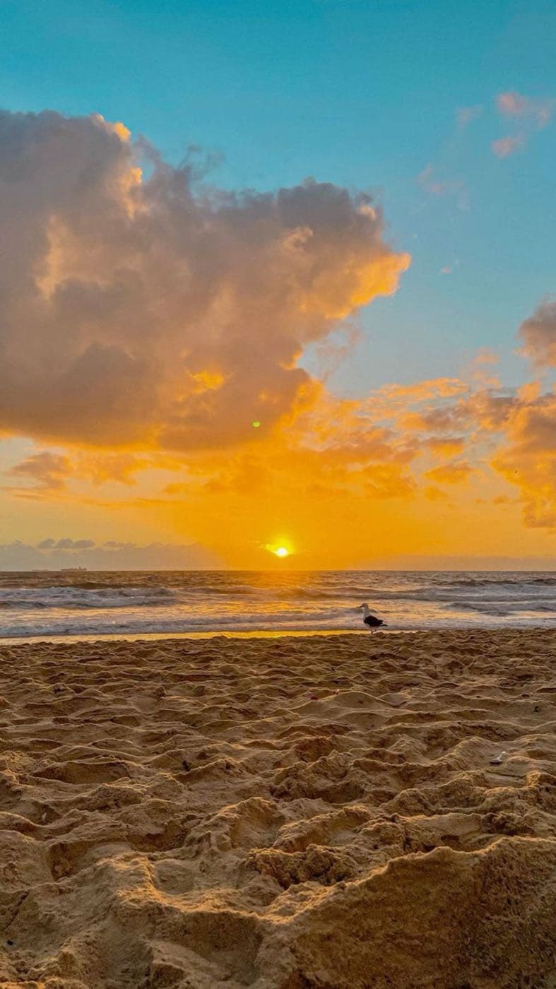Pôr do sol dourado na praia com gaivota